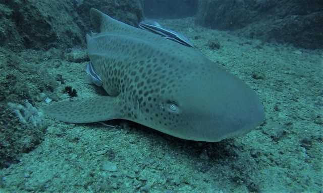 Great viewing at Wolf Rock Dive post image