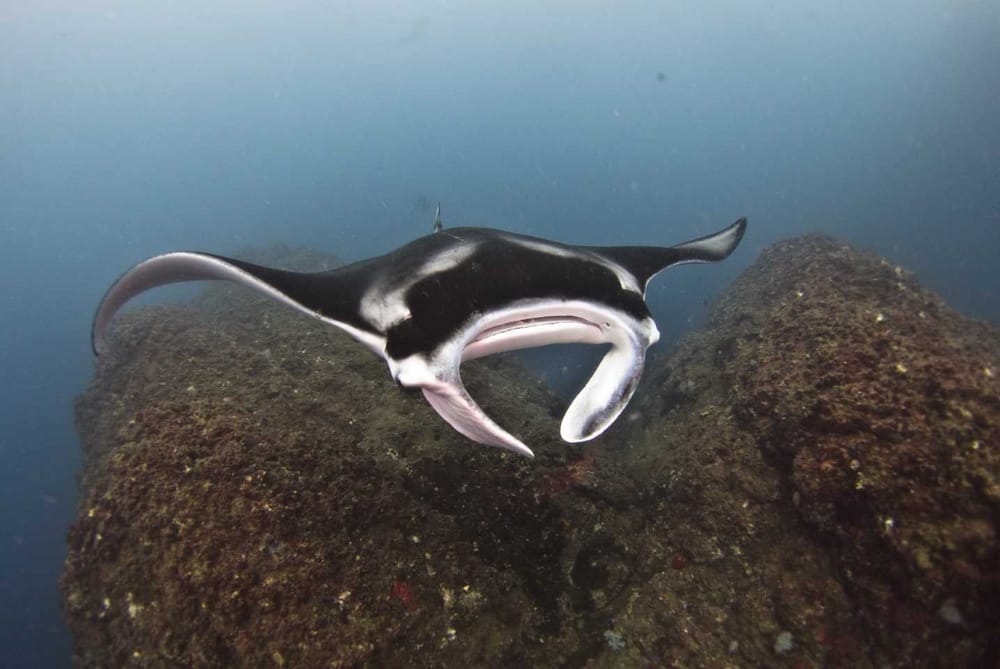 Manta season has begun! post image
