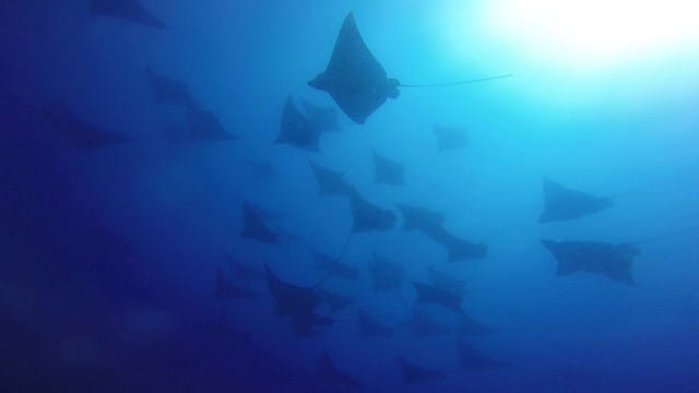 It's Manta Season post image