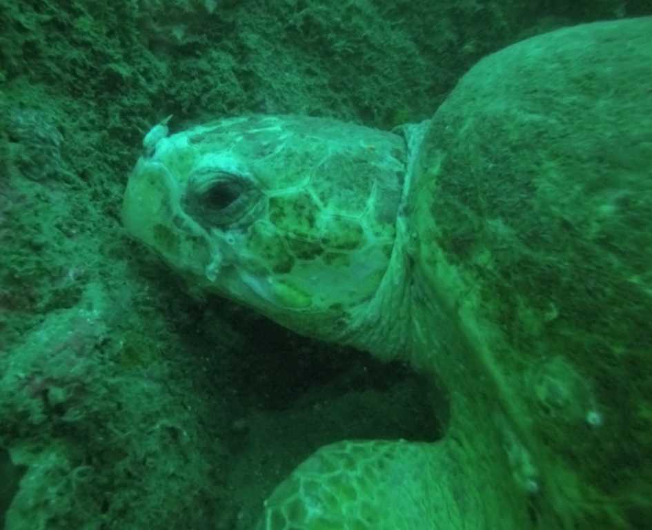 Wolf Rock Dive report post image