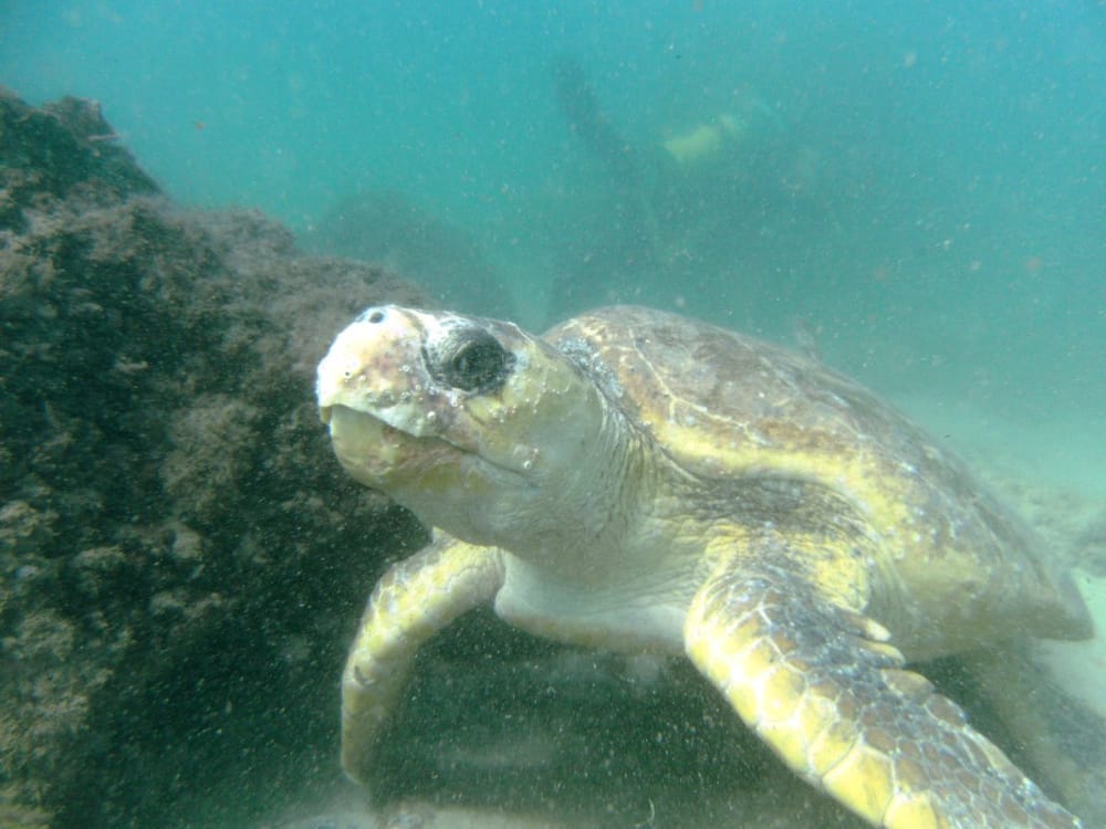 Wolf Rock Dive Report February 2016 post image