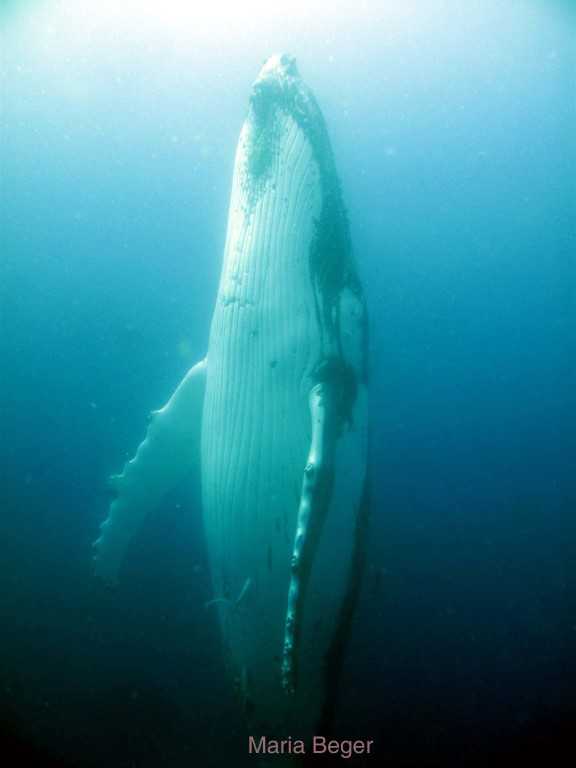 Whales Ahoy! post image