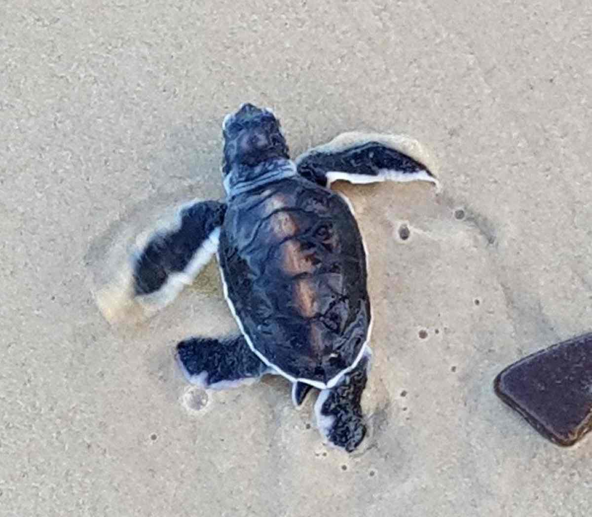Celebrate turtles in May post image
