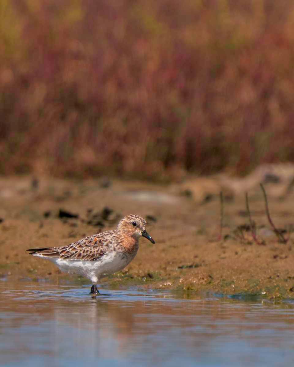 It’s Time for Wetlands! post image