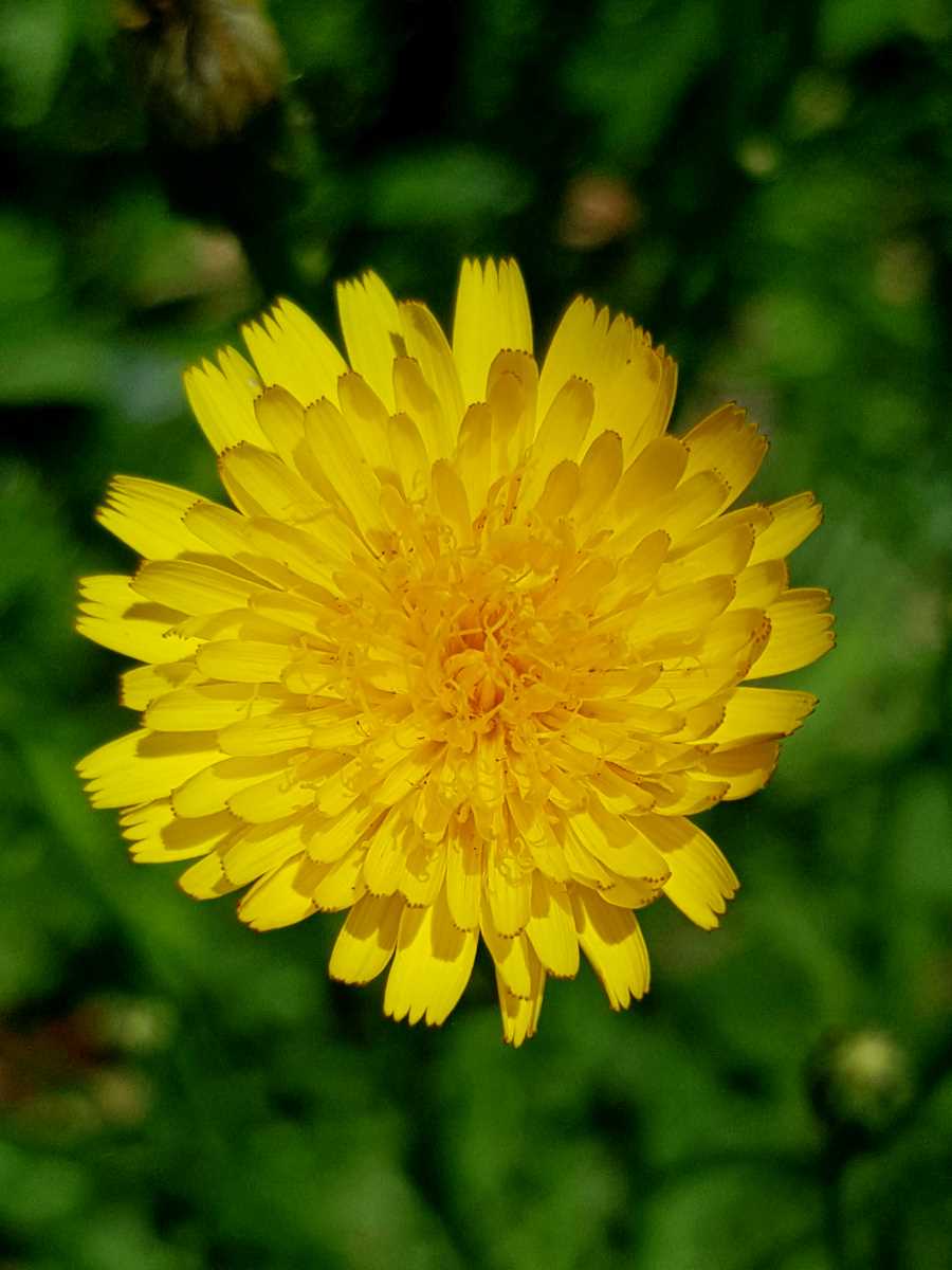 Blooming Yellow Time of Year post image