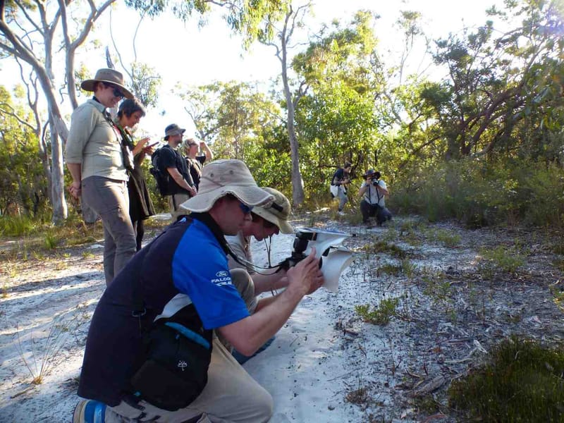 BioBlitz participants photographing the famous flying duck orchids at Rainbow Beach Image Sheena Gillman