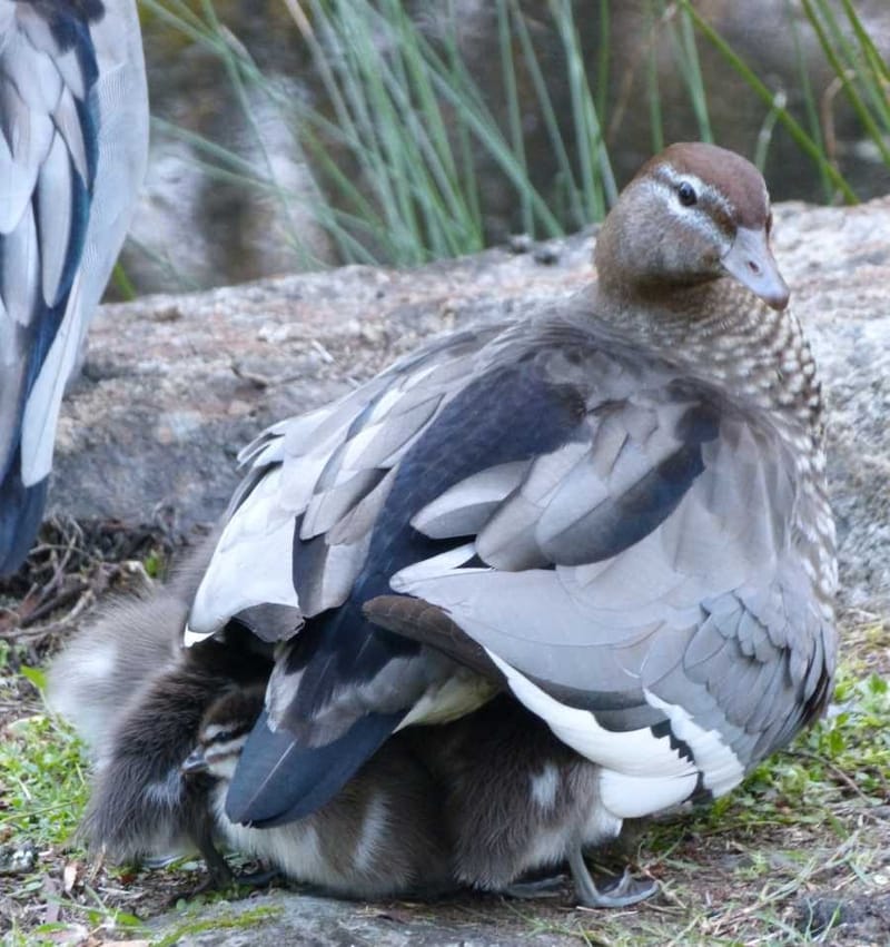 Australian Wood Duck - photo credit: Melissa Marie