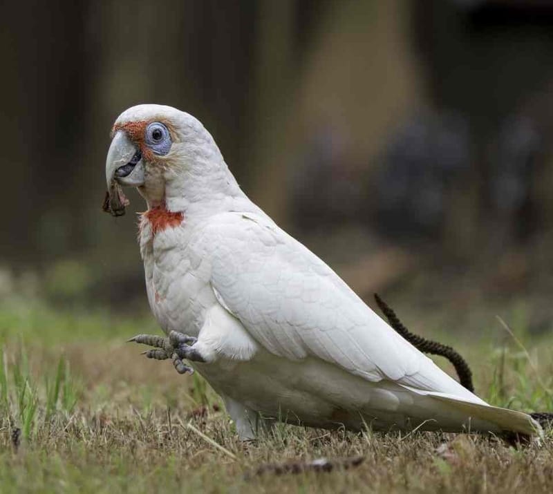 Long-billed Corella - Photo credit: Scott Humphris