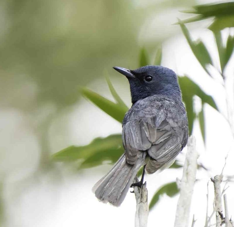 A male leaden flycatcher (photographed by Scott Humphris)