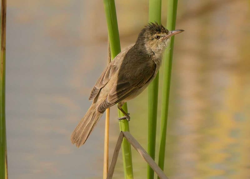 Australian Reed Warbler- image credit - Scott Humphris
