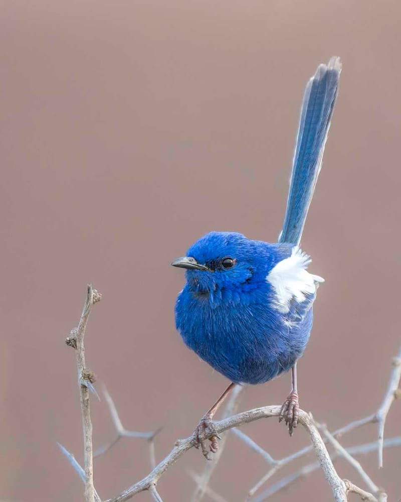 White-winged Fairywren - Photo by Scott Humphris