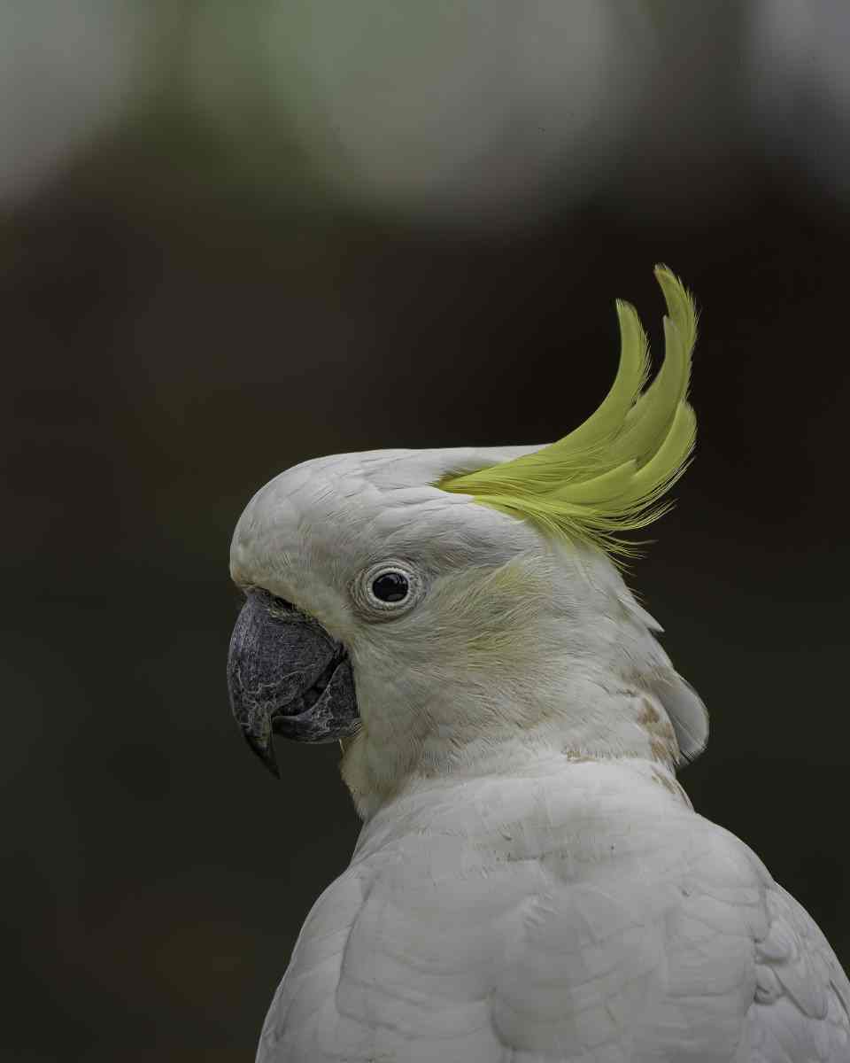 Bird of the month - Sulphur-crested Cockatoo - Photo credit: Scott Humphris