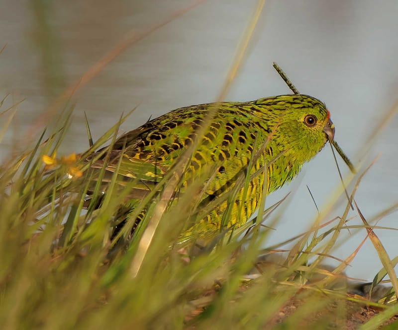 The elusive eastern ground parrot, photographed in the Cooloola Recreation Area of Great Sandy National Park, not far from Co