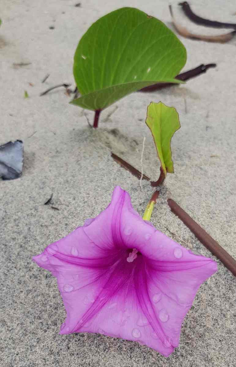 Some things belong on beaches, like the lovely flowers of goat's foot convolvulus...but plastic debris doesn't!