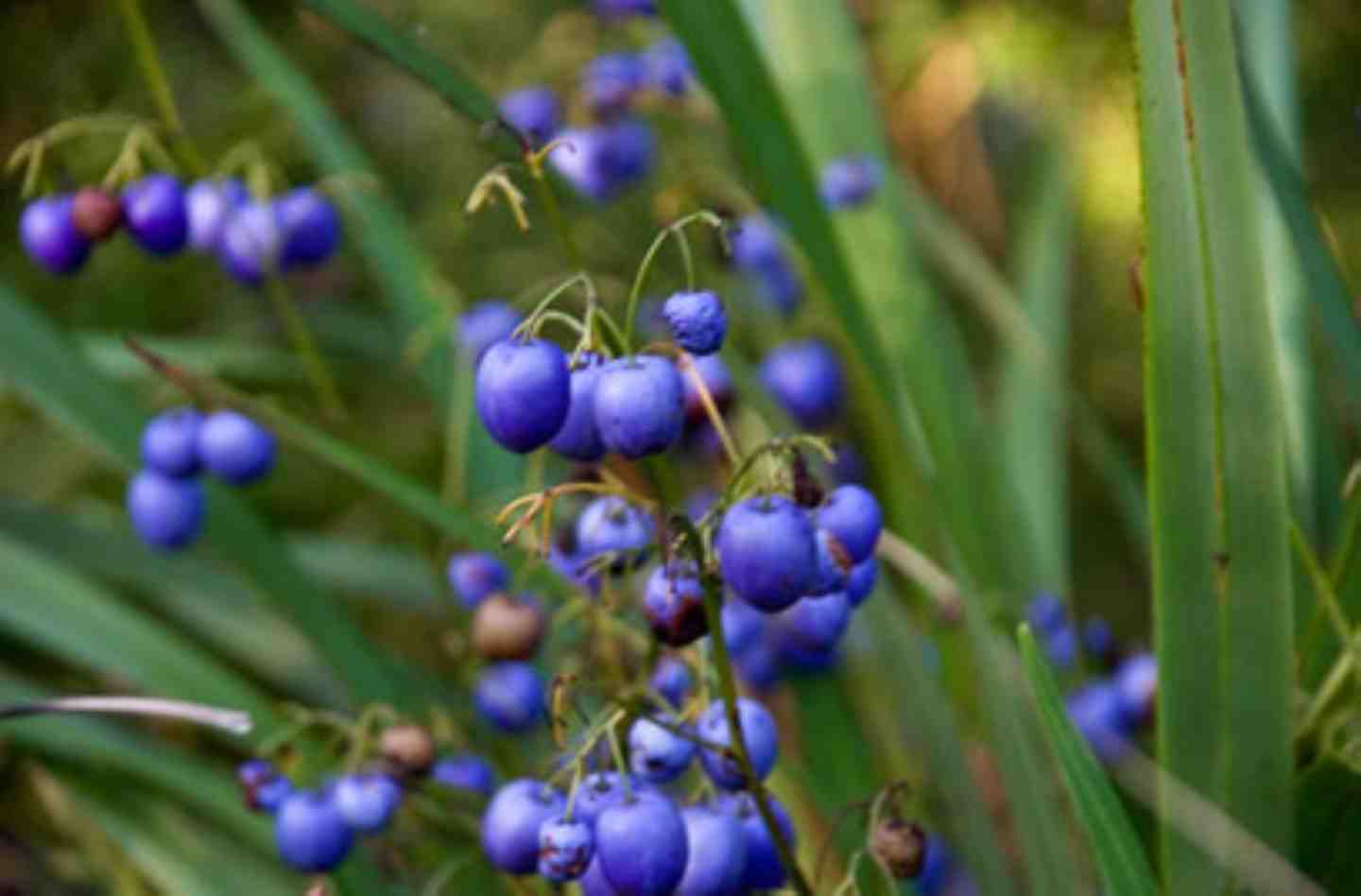 The Dianella Caerulea is City Farm’s plant of the month