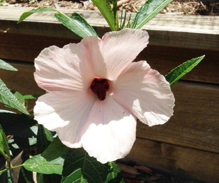 Hibiscus Image by Robert Whyte from saveourwaterwaysnow.com.au