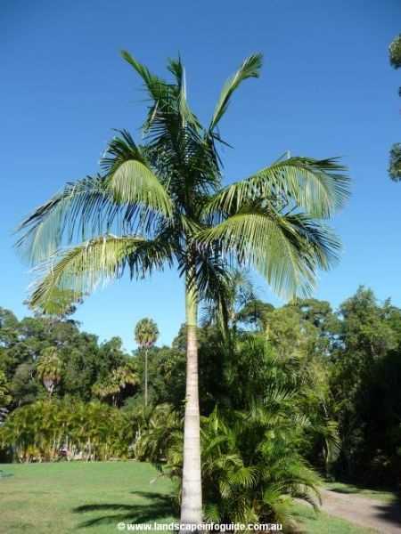 City Farm - Archontophoenix cunninghamiana, commonly known as the Bangalow Palm