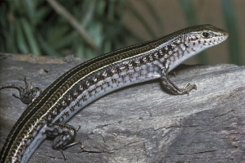 City Farm - Photograph: Queensland Museum