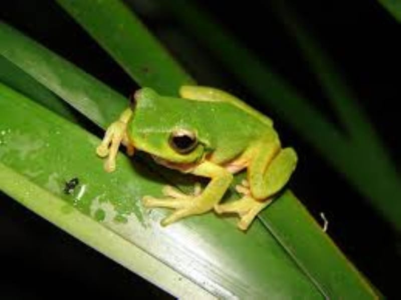 City Farm - A pond is the best way to attract frogs to your garden (photo Aust Museum)