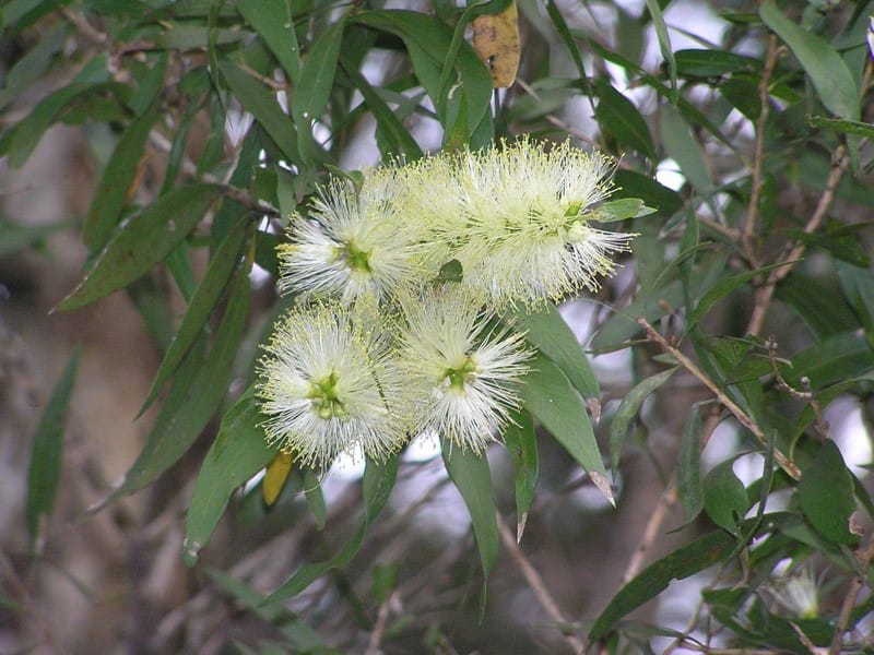 Melaleuca salicina - photo by planetnet.rbgsyd.nsw.gov.au