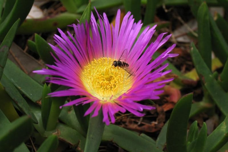 Carpobrotus glaucescens (Pig Face) produces a fleshy edible fruit after flowering