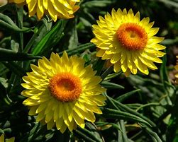 Xerochrysum bracteatum (formerly Helichrysum bracteatum) is commonly known as Paper Daisy, Strawflower or Golden Everlast