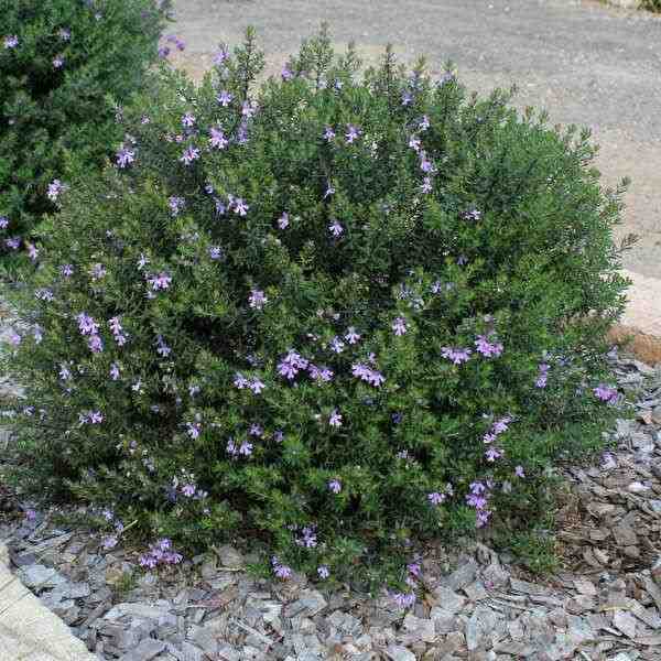 City Farm - Westringia fruticosa is a known as Coastal Rosemary and is a hardy all rounder