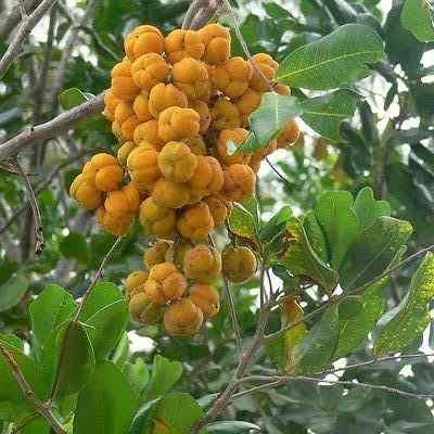 Cityfarm - Tuckeroo (Cupaniopsis anacardioides)