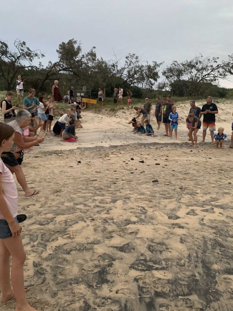 Coastcare - Baby turtles making their way to the water during a Loggerhead turtle nest hatching at Rainbow Beach. Photo: Dani