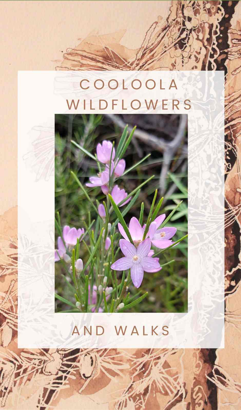 Purchase your Cooloola Wildflowers and Walks booklet from any of the local retailers listed