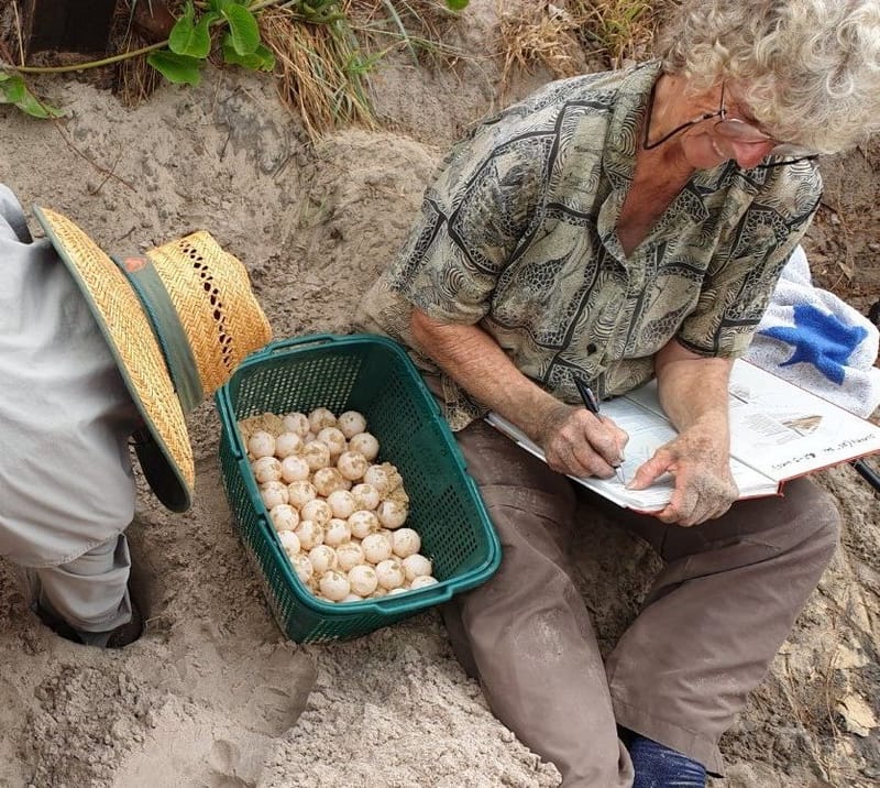 Randy Orwin (President of Cooloola Coastcare) digging a hole for Joan Burnett (TurtleCare Project Leader) to relocate the log