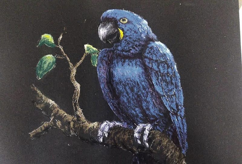 Macaw - pastel by K. Southern