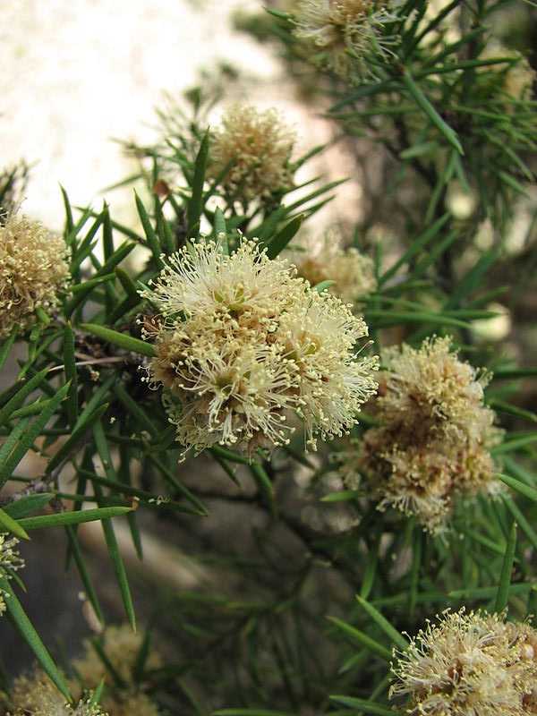 Melaleuca nodosa flowers in spring and summer