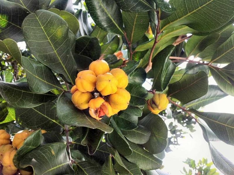 The Wheelie Walkers have started researching the plants they see on their walks - such as native tuckeroo (Cupaniopsis anacar