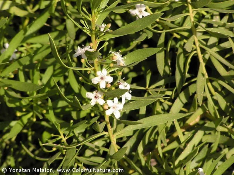 Our Plant of the Month for August 2021 is Myoporum acuminatum. This is a shrub up to 1.5m growing in sandy or rocky coastal a