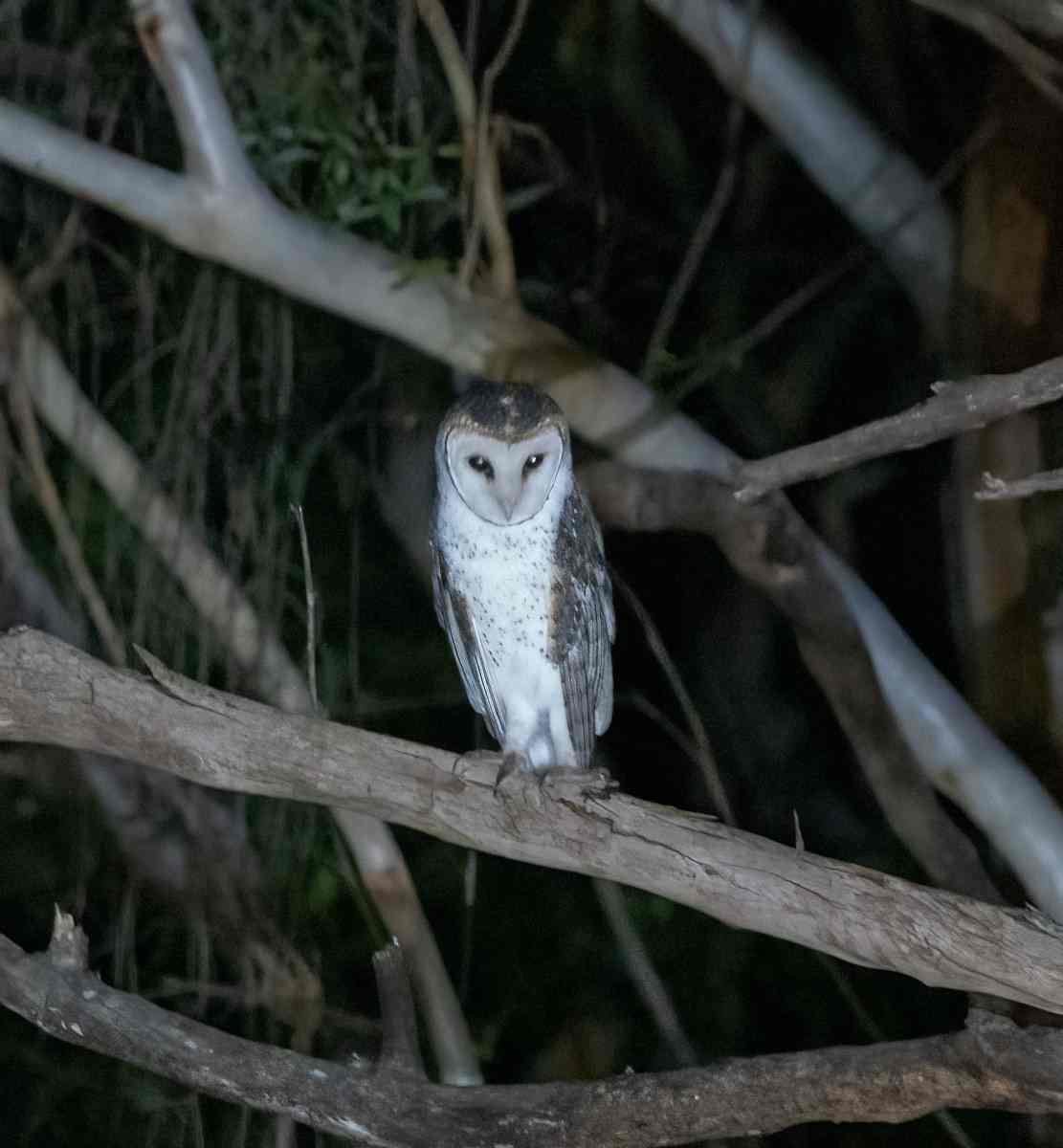 This masked owl was recently photographed by Kathy Walter on Freshwater Road