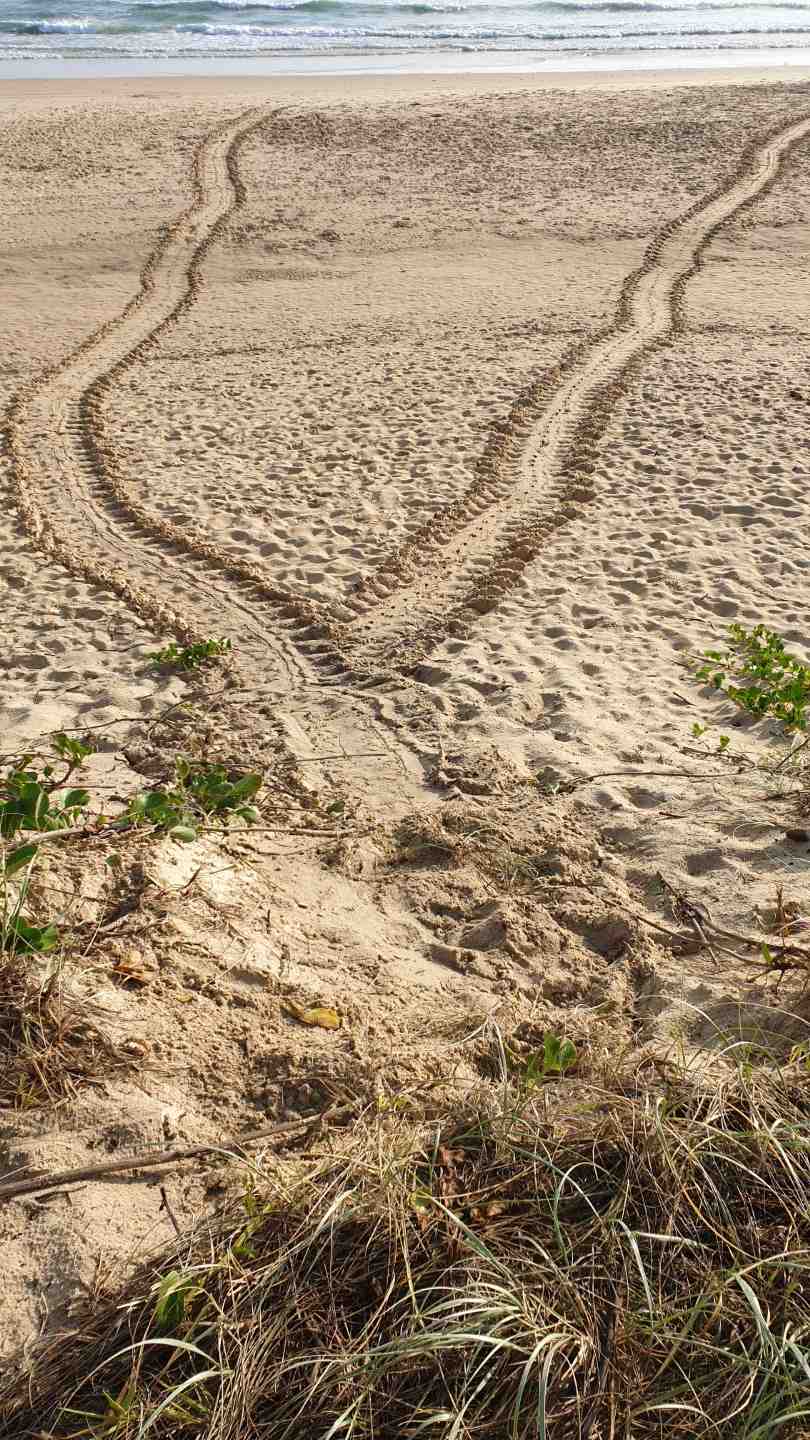 Keep a lookout for the distinctive turtle tracks on the beach and report them to Cooloola Coastcare