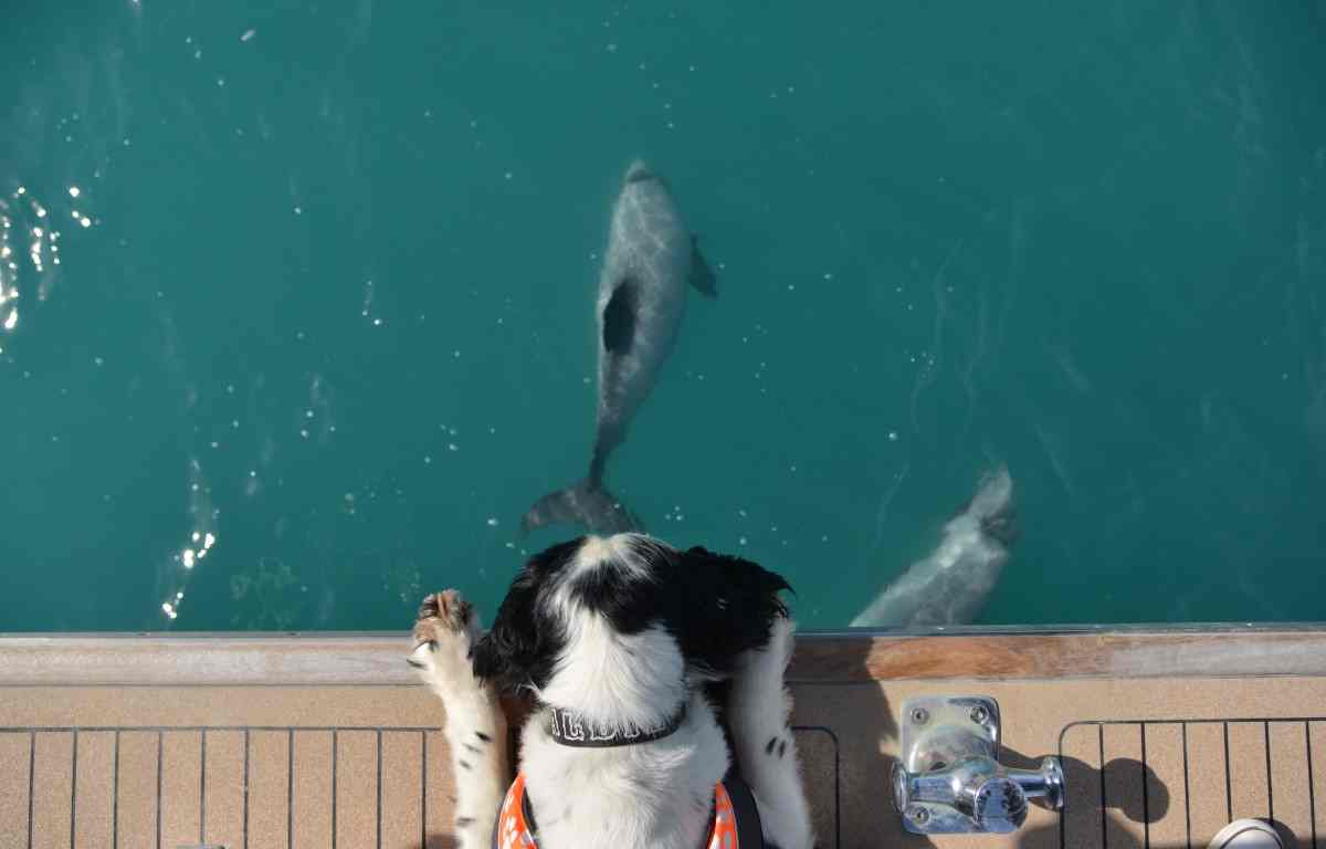 Buster the miniature schnauzer on duty spotting dolphins