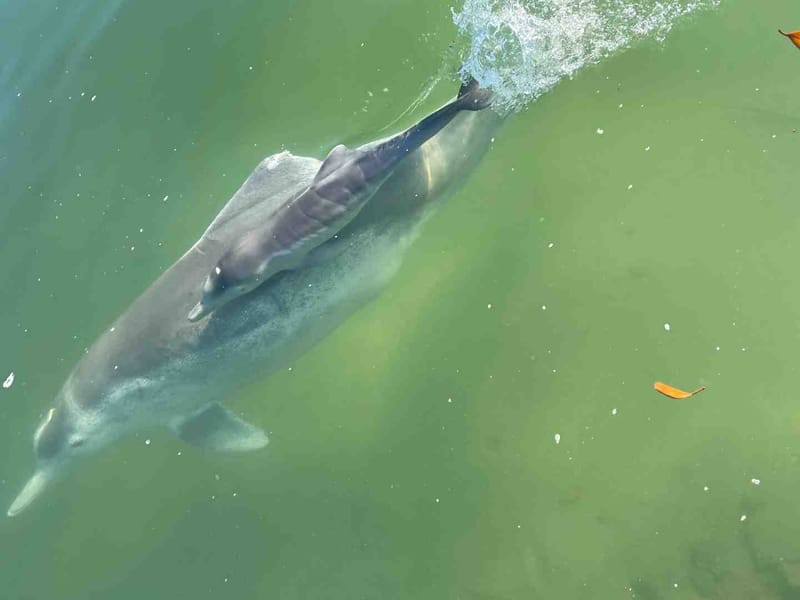 Dolphin - three-year calf ‘Luna’ with Mum
