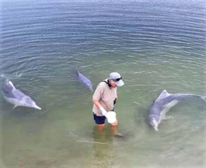 The Tin Can Bay dolphins are waiting for you to revisit soon! Here with one of coordinators Lyn McPherson