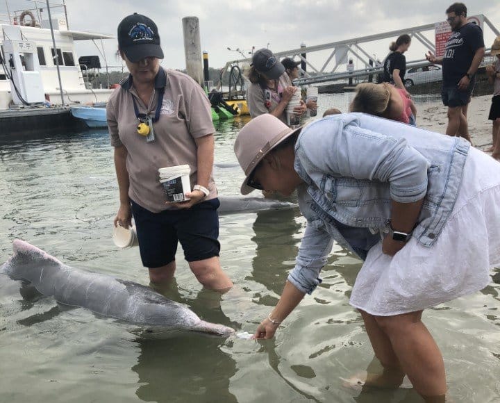 Sunshine Coast visitor Lauren Brown feeding the dolphins on her 40th birthday.