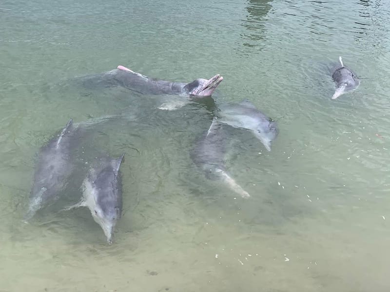 Dolphin feeding at Tin Can Bay March 2020