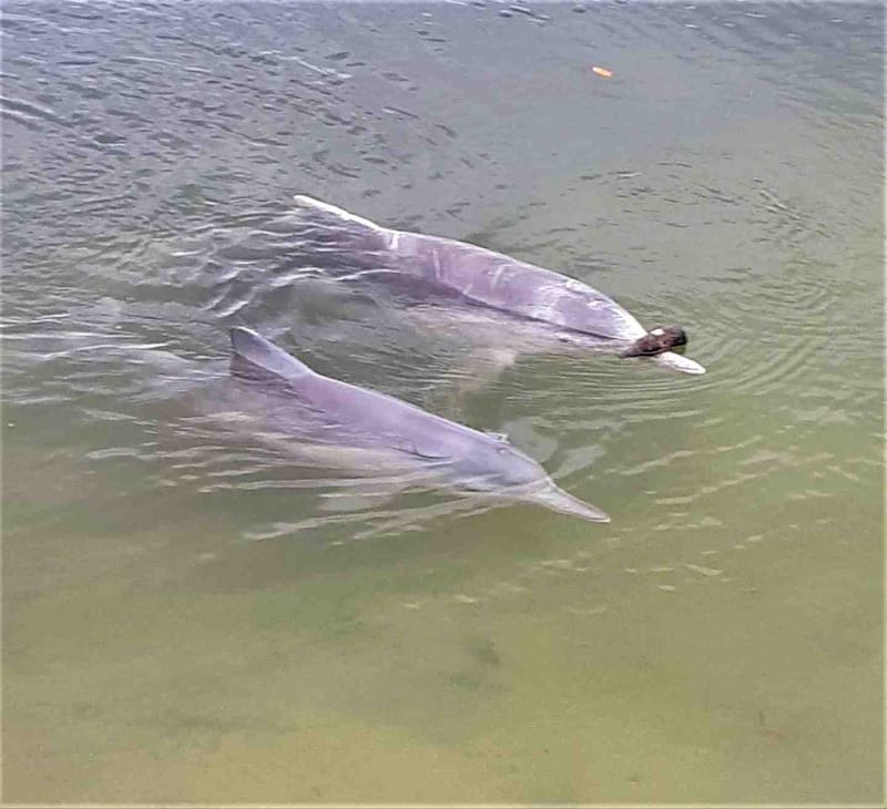 If you haven’t seen Mystique bringing in his treasurers yet, you really must visit the Tin Can Bay Dolphin Centre