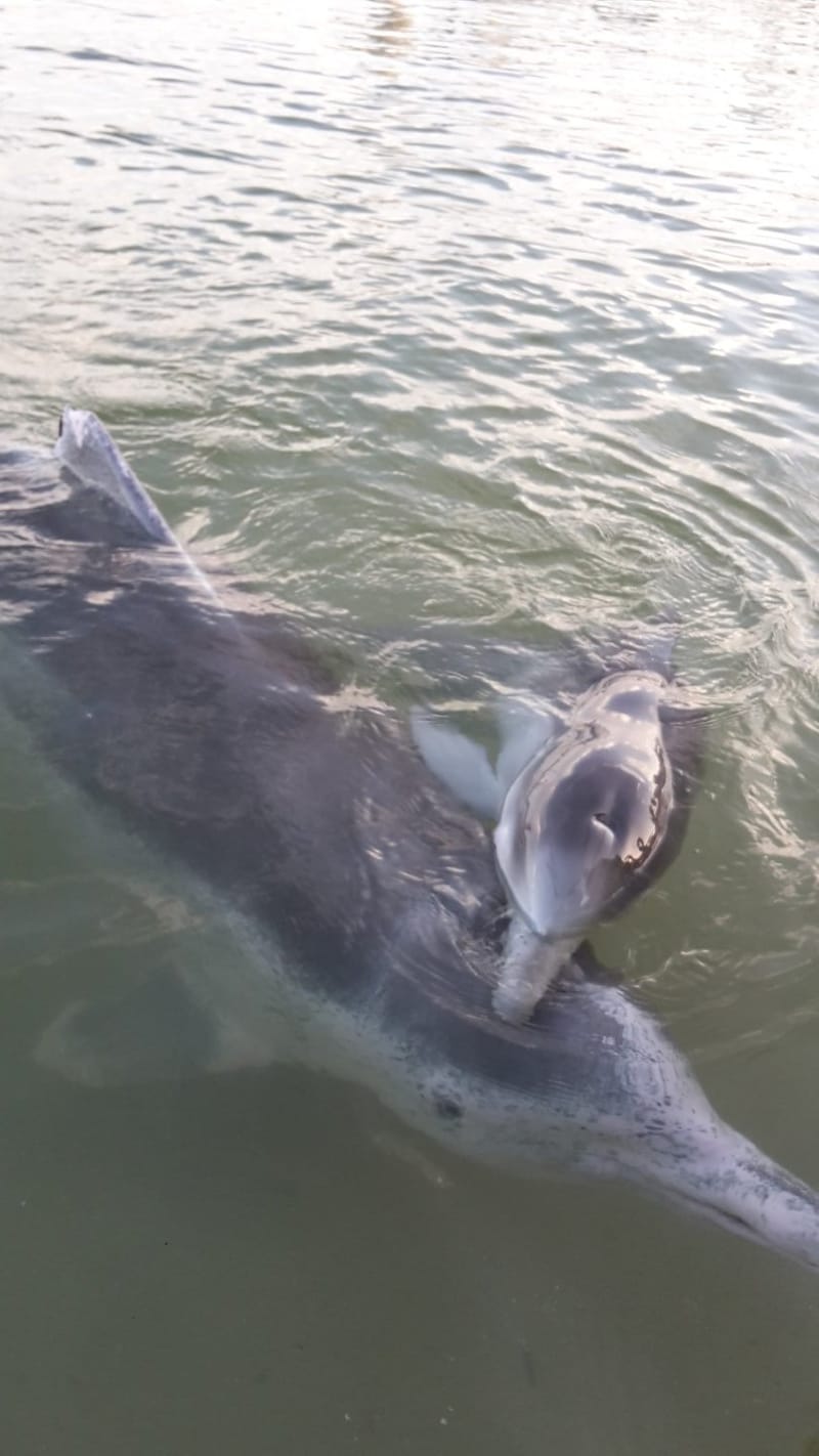 Meet Ella with her calf Joe when you feed the dolphins at Tin Can Bay