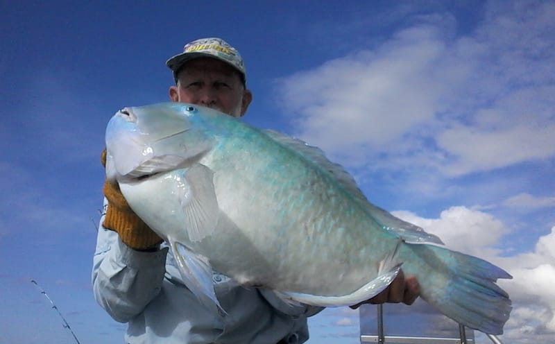 Tin Can Bay Fishing Club - A beaut 71cm Black Spot TuskFish caught and released in the Sandy Straits by Tin Can Bay Fishing C