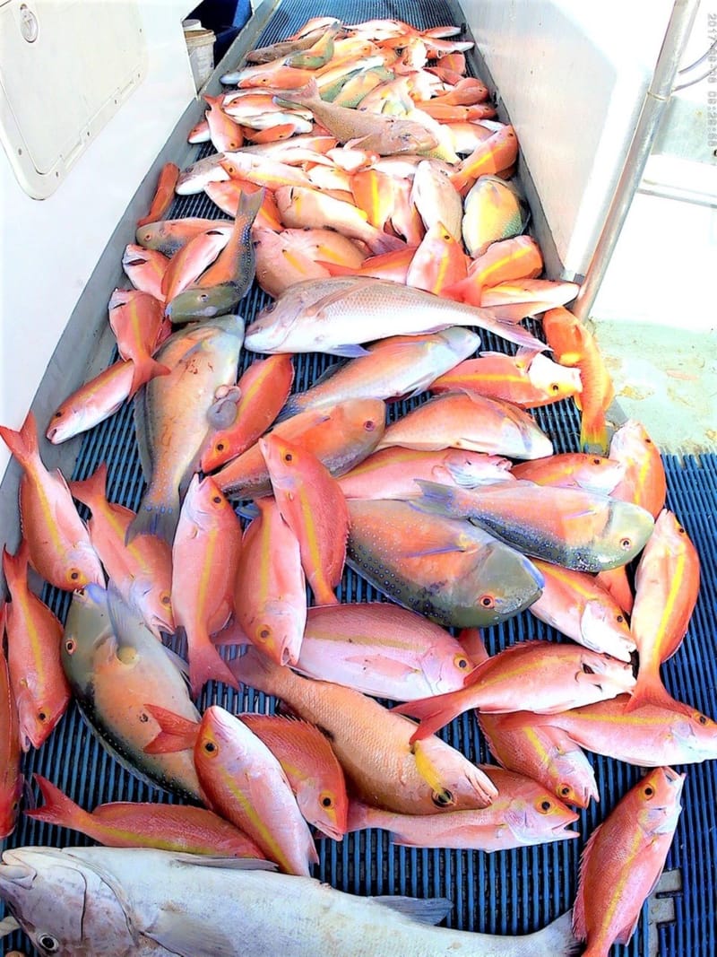 Fishing - One of many mixed bags caught on Baitrunner this year