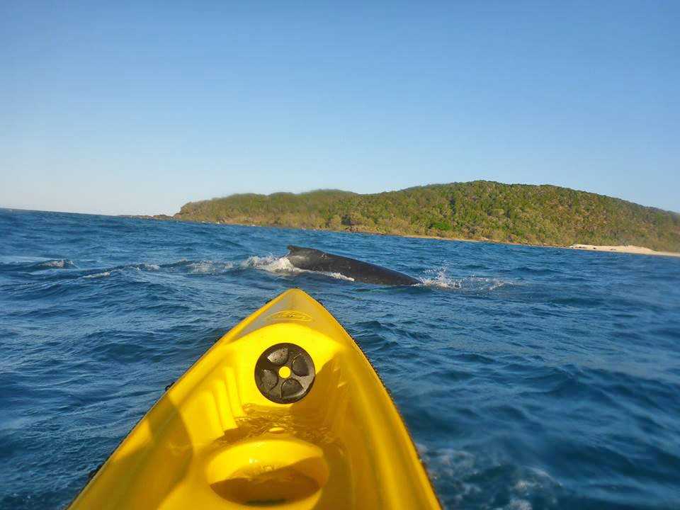 Whales spotted off Fraser Island post image