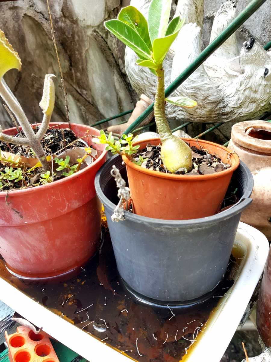 Make regular rounds of your garden to empty water from pots and containers so that the mozzies have nowhere to breed