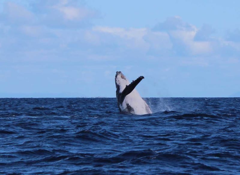 Spot a whale from the headland Image Wolf Rock Dive