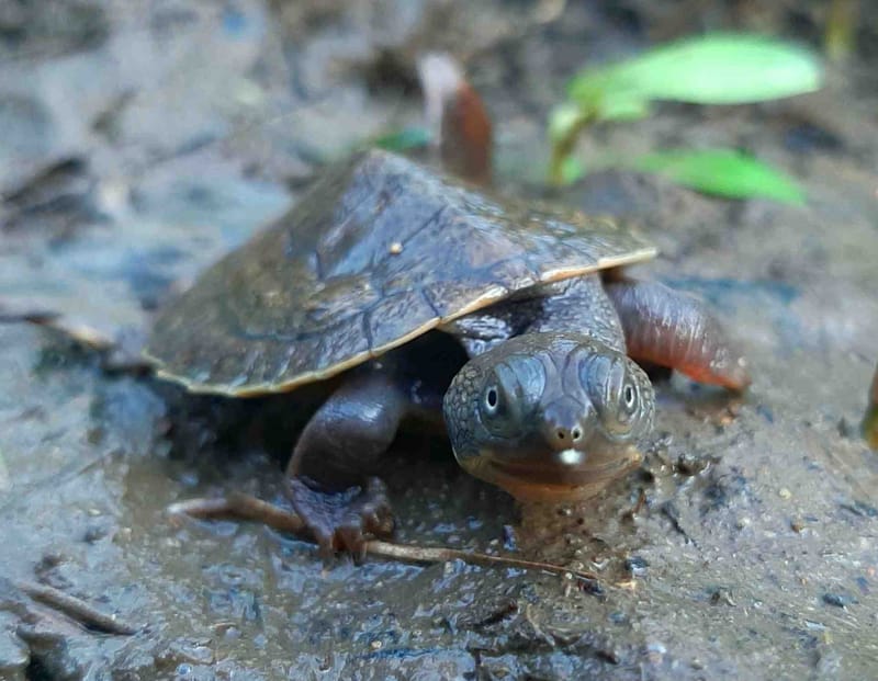One of the hatchlings from the Mary River clutch. Photo credit (contributed).